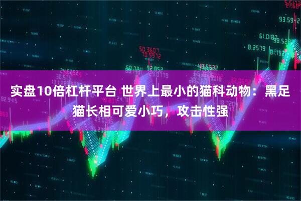 实盘10倍杠杆平台 世界上最小的猫科动物：黑足猫长相可爱小巧，攻击性强